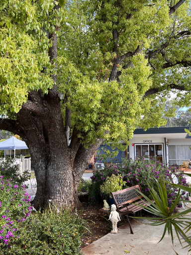 Others 4, Sturt Motel, Balranald