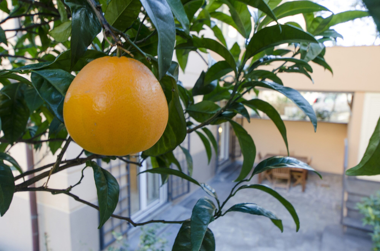 Food & Drinks 5, JOIVY Nervi Charming Flat Santarosa, Genova