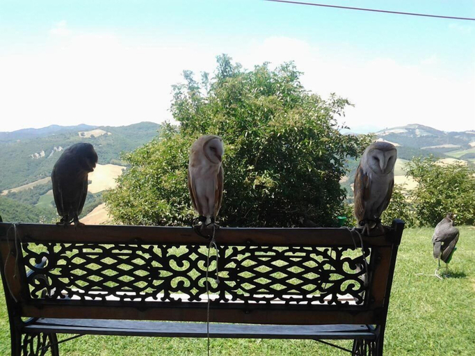 Others 5, Girfalco - Country House - Bed&Breakfast, Pesaro E Urbino