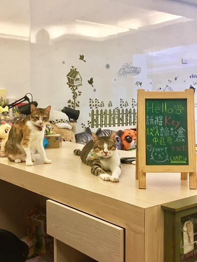Others 5, Cat Mia Hostel, Hualien