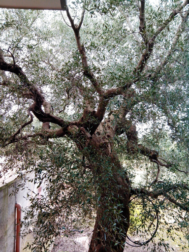 Others 5, Orto degli Ulivi, Bari