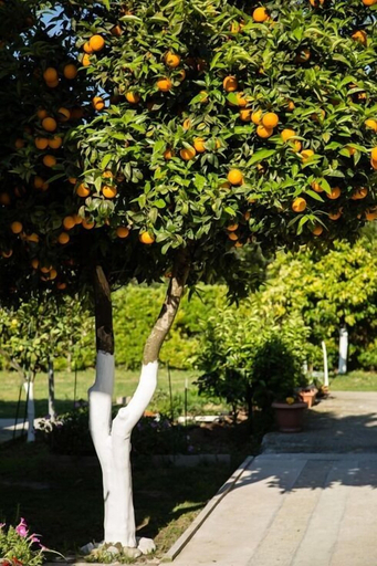 Others 5, Paradise Village, Ionian Islands