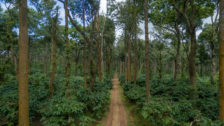 Others 5, Ama Plantation Trails , Chikmagalur, Chikmagalur