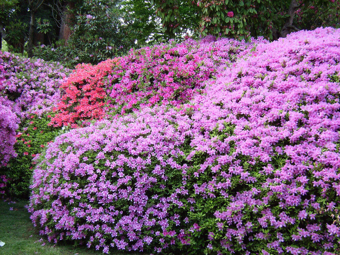 Others 5, Azalea & Glicine House, Como