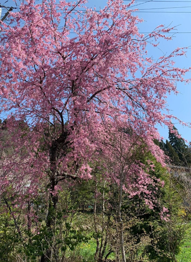 Others 5, Yadoya Shiroganeya, Nagano