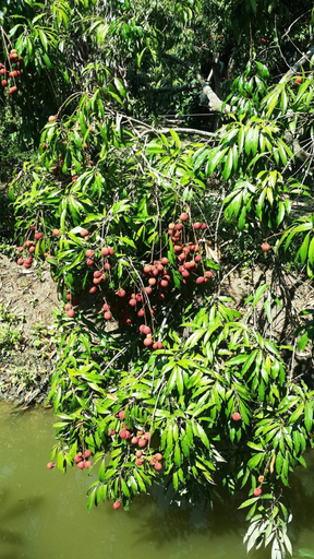 Others 5, Baansuanlynjee Maeklong Resort, Bang Khon Ti