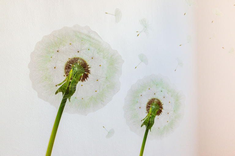 Food & Drinks, Flower Time Homestay, Hualien