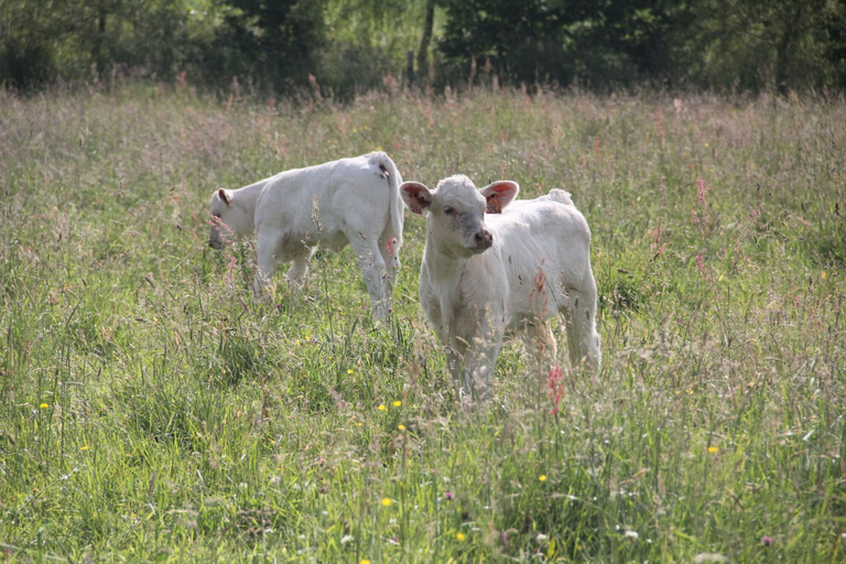 Others 4, Sarl Logis du Grand Pin, Calvados