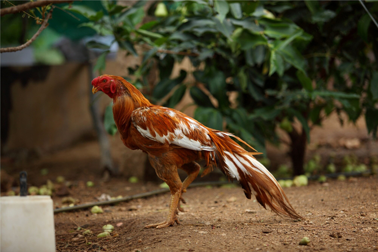 Food & Drinks, Harvest Fresh Farms, Theni