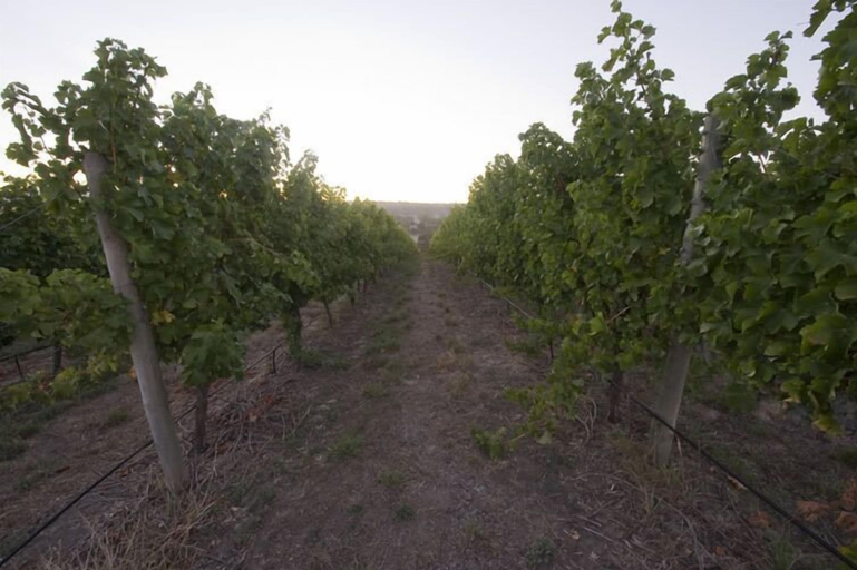 Others 4, Barristers Block Vigneron Villa, Adelaide