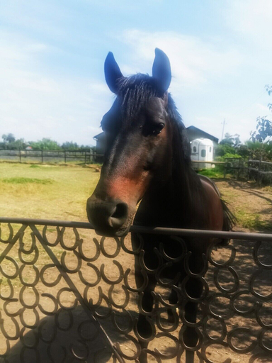 Others 4, Ross Farms, Cape Winelands