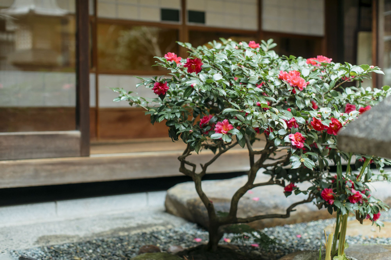 Toshiharu Ryokan - Others