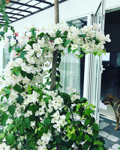 Others 2, Lotus House, Kiến Thụy