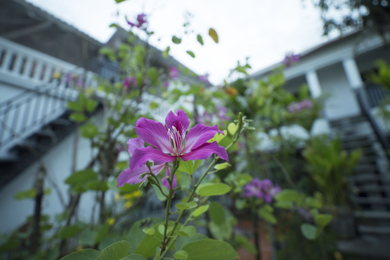 Exterior & Views 2, Dream Butterfly Garden Boutique Villa, Siem Reap