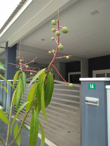 Others 5, Fahaz Taiping Homestay, Larut and Matang