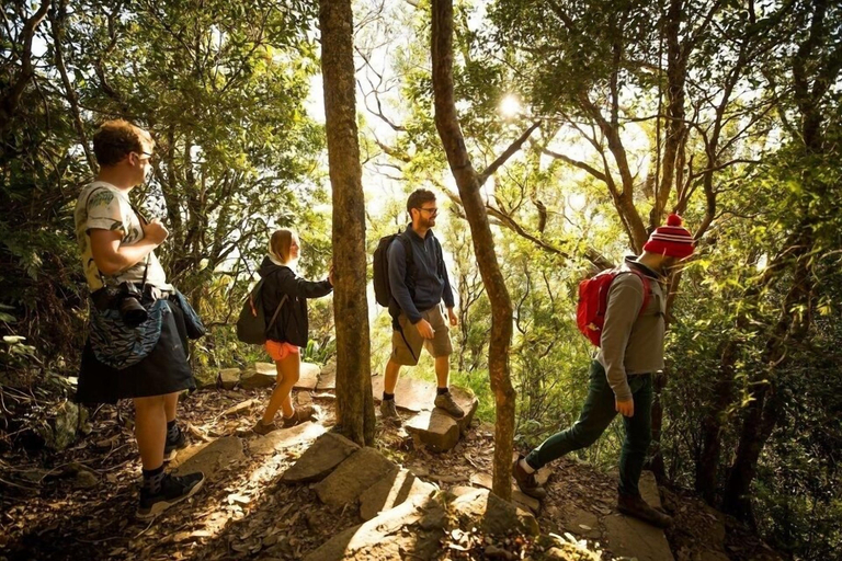 Others 5, Mt Warning Rainforest Park, Tweed - Pt B