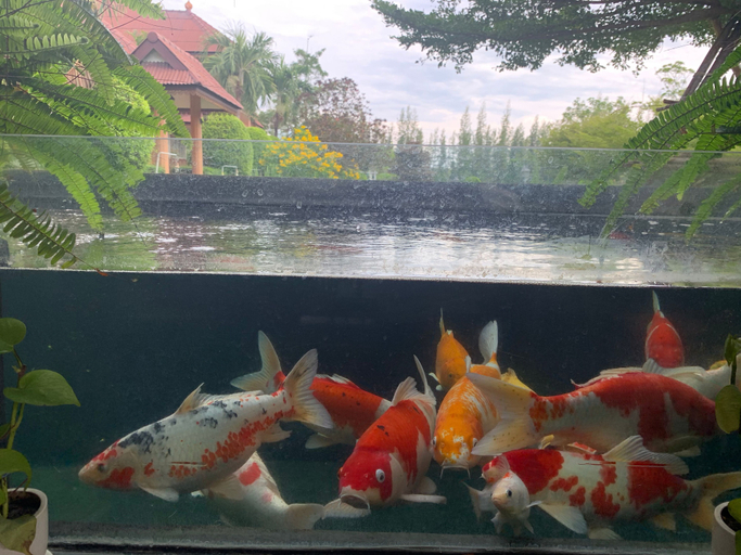 Others 5, Ruen Sam Ran Resort, Suan Phung