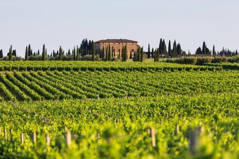 Others 5, Antico Brunello, Siena