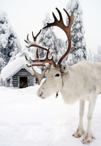 Others 3, Rovavisit Apartments, Lapland