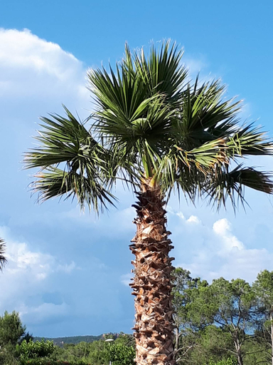 Others 4, Les Parasols d'Argens, Var
