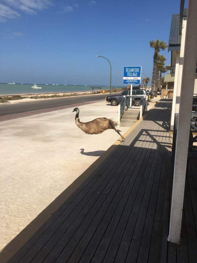 Others 4, Oceanside Village, Shark Bay