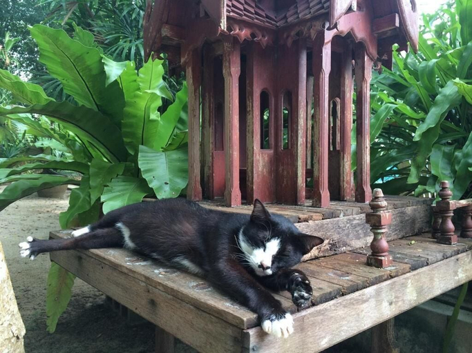 Others 5, Fern House Retreat, Pulau Phuket