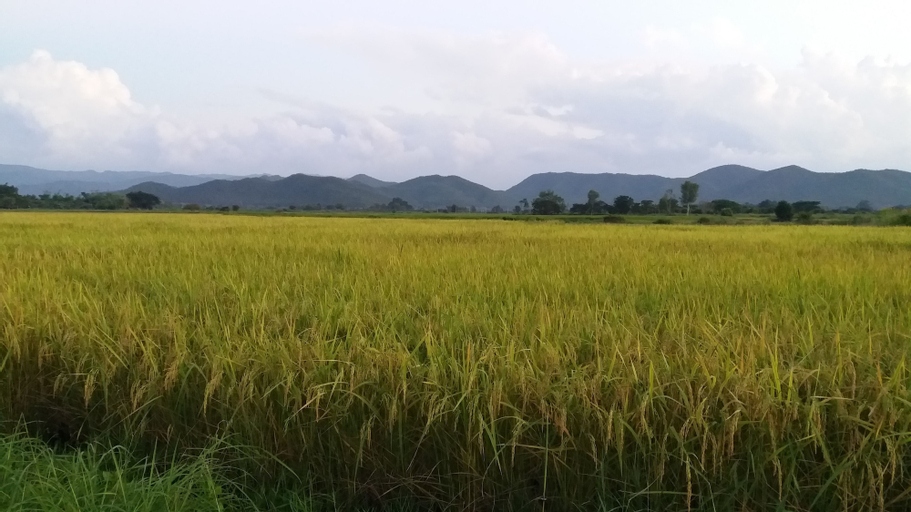 Exterior & Views 4, Baan Saun Homestay by Lamyai Khunmae, Ban Thi