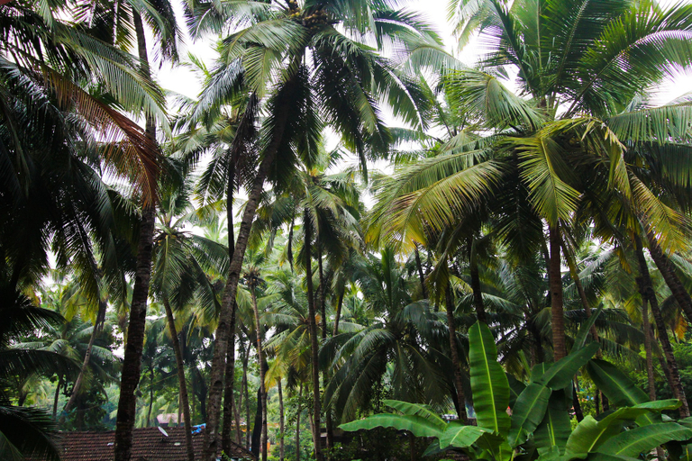 Others 5, Hilias Retreat, South Goa