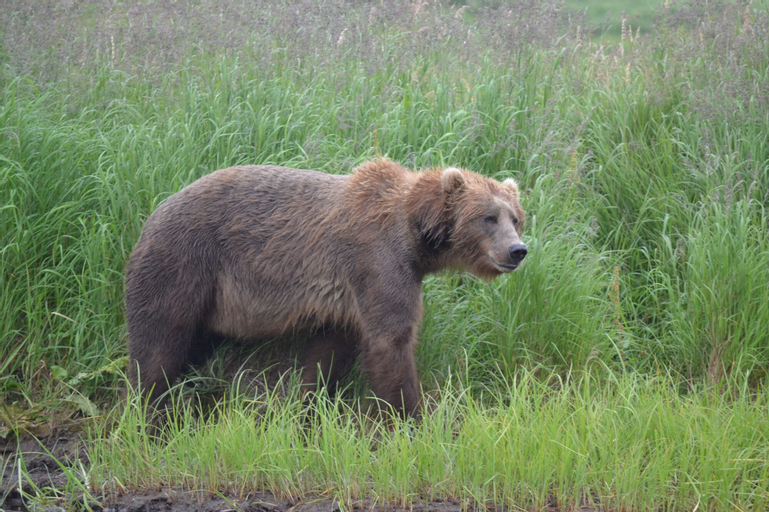 Others 5, Zachar Bay Lodge Inc, Kodiak Island