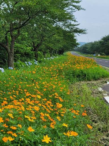 Others 4, Brassica Flower Pension, Seogwipo