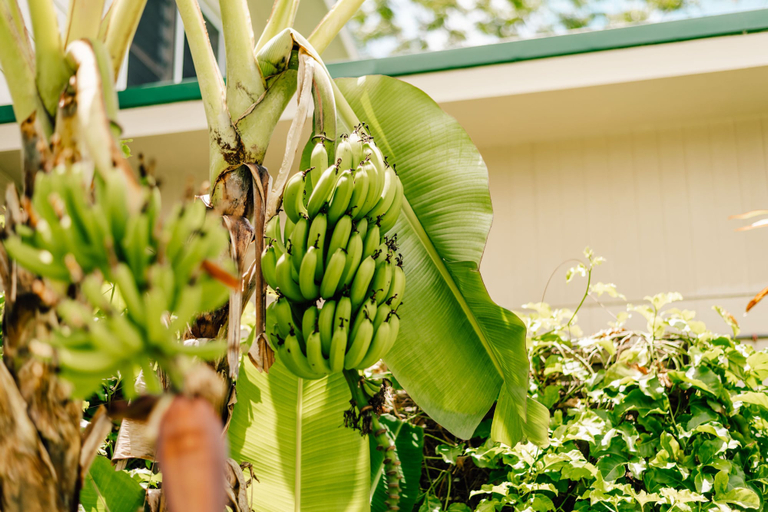 Food & Drinks, Arcadia Retreat Rarotonga, Rorotonga