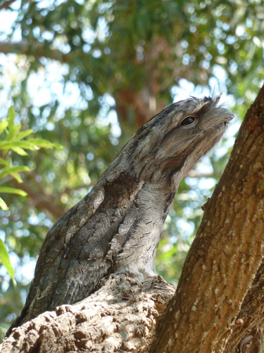 Others 5, The Abbey Raymond Island, E. Gippsland - Bairnsdale