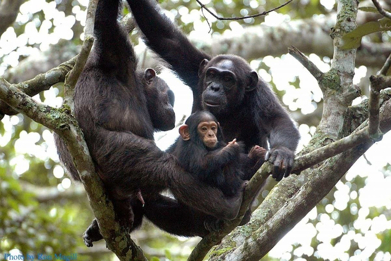 Others 5, Chimpanzee Lodge, Nyamasheke
