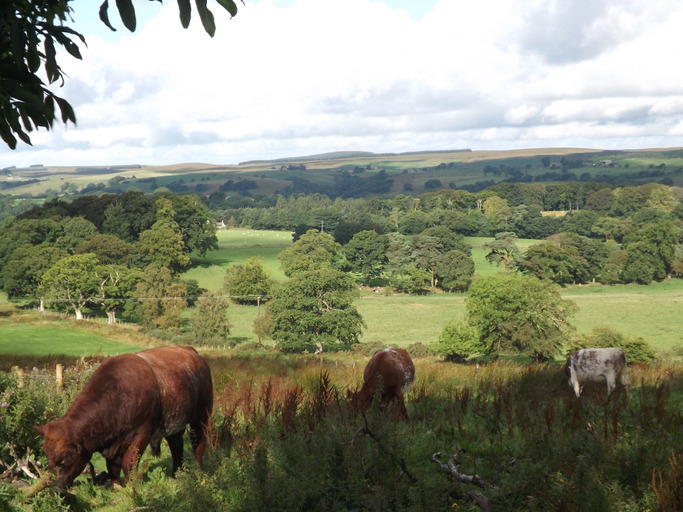 Others 5, Hillis Close Farm, Northumberland