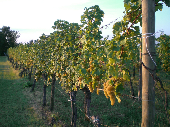 Others 5, Agriturismo Colutta, Udine