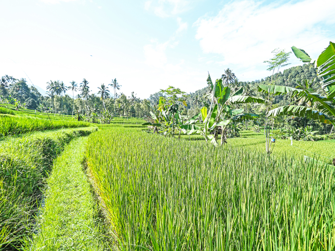 Others 4, OYO Homes 91094 Desa Wisata Banyuatis, Buleleng