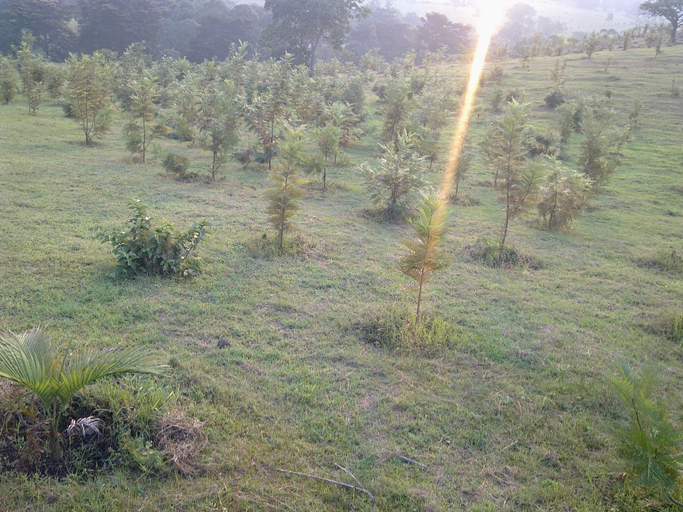 Others 4, The Crested Crane Bwindi, Kinkiizi