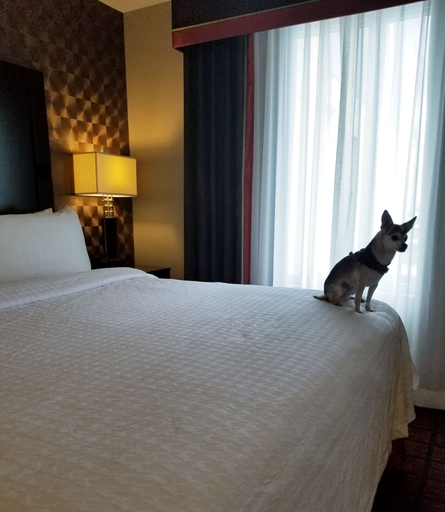Bedroom 4, Homewood Suites by Hilton Calgary-Airport, Alberta, Canada, Division No. 6
