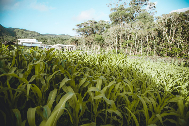 Others 5, Make It Happen Farm, Velas