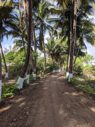 Others 4, Mango Tree Farm, Raigarh