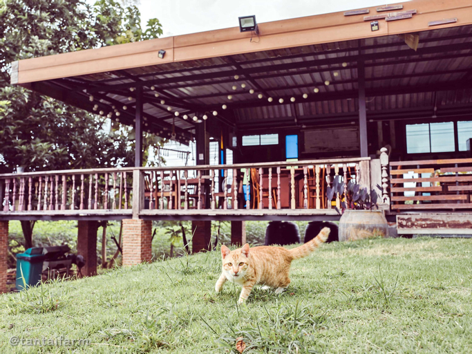 Tantai Eco Farm Stay at Khao Yai, Pak Chong