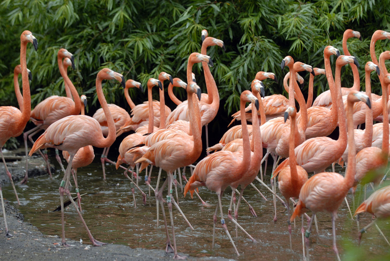 Others 5, Van Der Valk Avifauna, Alphen aan den Rijn
