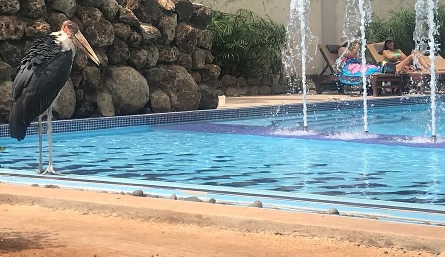 Sport & Beauty 5, Ameg Lodge Kilimanjaro, Moshi Urban