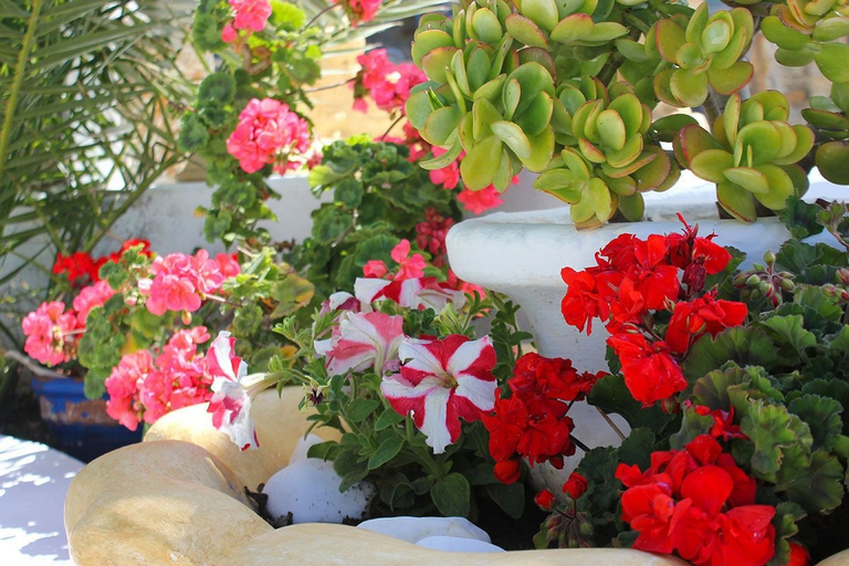 Food & Drinks 5, Amaryllis Studios, South Aegean