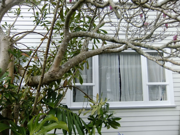 Exterior & Views 2, Abbeycourt Motel, Hutt city