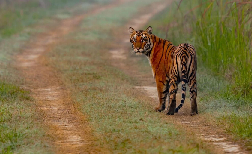 Others 4, DTR Jungle Hideaways, Lakhimpur Kheri