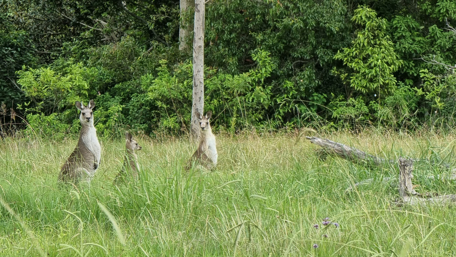 Others 4, Vacy Hunter Valley Lodge, Dungog