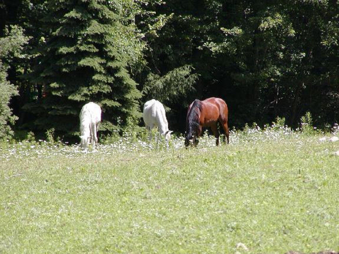 Others 4, The Inn on the Horse Farm, Middlesex