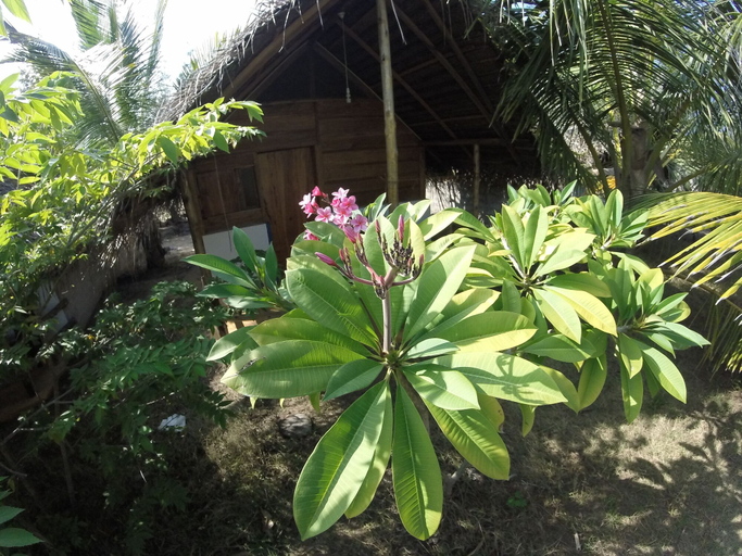 Others 4, Safasurf Camp - Hostel, Pothuvil