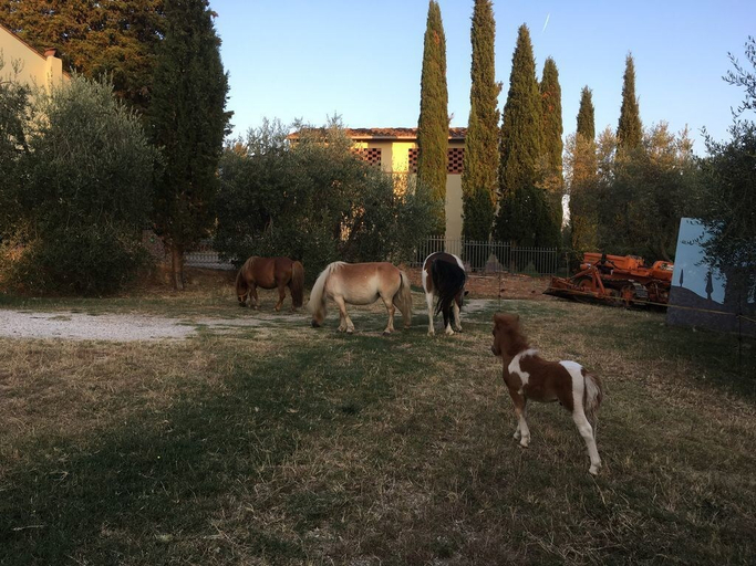 Others 5, Agriturismo Podere Sottogello, Pisa